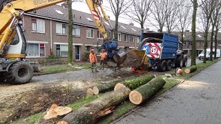 Bomenkap  Cutting Elm trees [upl. by Iht790]