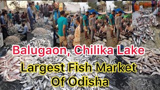 Balugaon chilika fish market amp fish price list  Largest Fish Market In Odisha  Fish PrawnCrab [upl. by Aidiruy]