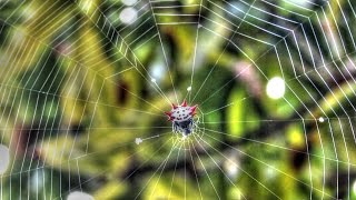 Spider Spinning Web Time Lapse [upl. by Ahsienel]