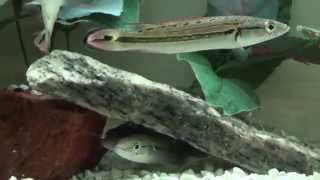 Marble Pike Cichlid 5quot Crenicichla Marmorata [upl. by Delp]