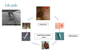 Schistosoma for Nursing محاضرة نظري لطلاب كلية التمريض جامعة كفر الشيخ [upl. by Emarej74]