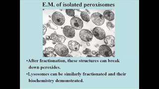 111 Lysosomes and Peroxisomes [upl. by Idalina423]