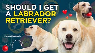 Should I get a Labrador Retriever VetVid Dog Breed Video [upl. by Ahsiyk]