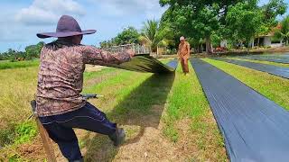 Perkembangan Labu Madu Labu Kuning dan Lanjutan Persiapan Lahan Bawang [upl. by Rasmussen]