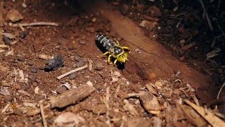 Yellow Sand Wasp Bembix palmata digging in Slow Motion [upl. by Herschel603]