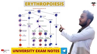 Erythropoiesis  Blood Physiology [upl. by Richie]