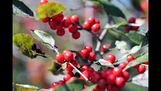 Winterberry Holly Ilex verticillata [upl. by Behah907]