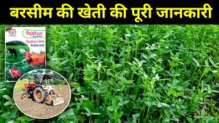 बरसीम की खेती की पूरी जानकारी 🌱🌱 berseem ki kheti kaise karen  barsim ki kheti  Barsim farming [upl. by Arias]