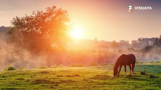 Cantari pentru suflet  Colaj cantari crestine [upl. by Islek618]