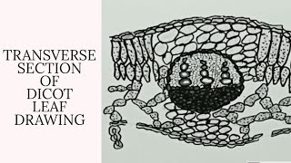 Drawing the transverse section of dicot leaf [upl. by Dorcea262]