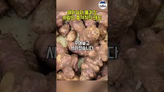 시골땅 마당 돼지감자를 몰래 캐간 사람이 충격적입니다 [upl. by Raffo]