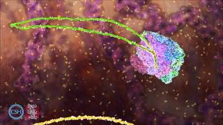 RNA Splicing [upl. by Stutman]