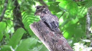 Common Potoo  Nyctibius griseus  Pajaro Estaca [upl. by Etra282]