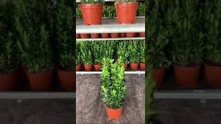 Buxusvervangernl Euonymus japonica quotGreen Spirequot [upl. by Alejandro]