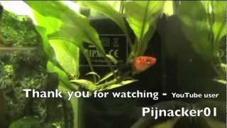 Black Molly  Swordtail Half Breed  tropical fish tank update [upl. by Lacym]