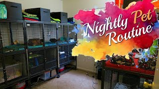 Nightly Routine w Hedgehogs Tenrec Guinea Pigs amp Hamsters [upl. by Nelyt]