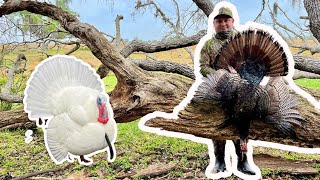 2024 South Florida Opening Morning Osceola GOBBLER A WILD ALL WHITE TURKEY [upl. by Ruperto285]