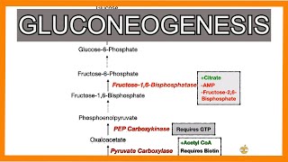 Gluconeogenesis [upl. by Calvina182]