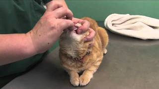 How to pill a cat [upl. by Faubert]