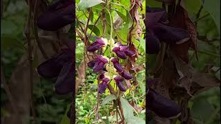 कौंचMucuna pruriens Fabaceae familynaturetrending flowersforestgarden gardeninggreenforest [upl. by Debbi481]