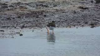 Ruddy Turnstone Voltapietre Arenaria interpres [upl. by Agnot]