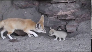 Fennec Fox  Documentaire Court Français  Red Motorcycle Documentary [upl. by Burchett]