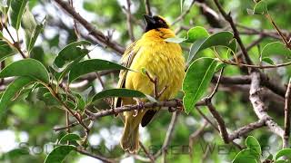 Johannesburg garden birds with calls 3 [upl. by Gassman800]