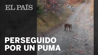 Senderista es sorprendido por un PUMA [upl. by Irrac685]