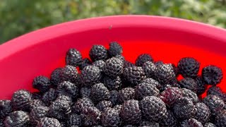 Korea farm black raspberry ចំការនៅកូរ៉េ [upl. by Morris]