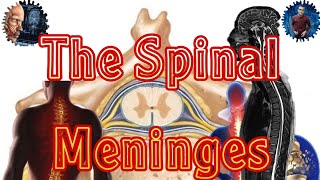 The Spinal Meninges السحايا الشوكية مابين التشريح والاشعة [upl. by Ollie655]