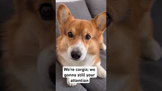 We’re corgis we gonna be stubborn we gonna bark we gonna steal your attention and we gonna shed [upl. by Anolahs]