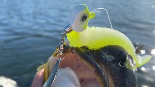 Float tube fishing Alamitos Bay for spotted bay bass [upl. by Hsirrap887]