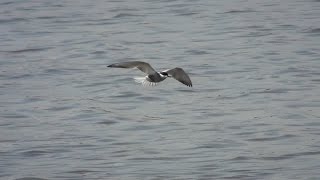 Fumarel cariblanco Chlidonias hybrida Whiskered Tern [upl. by Nrek594]