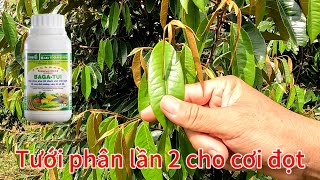 Bón phân lần 2 cho cơi đọt sầu riêng TUẤN NGUYỄN TV [upl. by Myron]