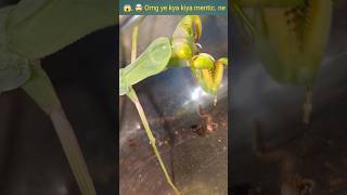 mentis ne 🦗🪲leaf hopper ko kachcha kha gya mentic it leaf hopper shorts [upl. by Zeeba591]