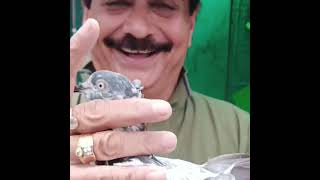 Rana pigeon Jamal sir UP ilahabaad choti baaj kabutar Ka shauk kare [upl. by Namrehs380]