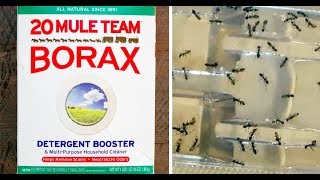 Use Borax And Get Rid Of Fleas Roaches Ants And Unwanted Pests From Home [upl. by Warfourd635]