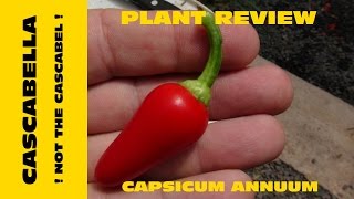 Cascabella Pepper Capsicum annuum [upl. by Salocin]