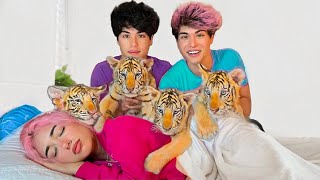 SURPRISING BESTFRIEND WITH BABY TIGERS [upl. by Keil345]