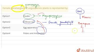 Female gametangium of angiospermic plants is represented by [upl. by Cathyleen]