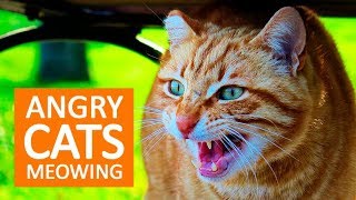 ANGRY CATS MEOWING LOUDLY  Make your Cat Go Crazy HD [upl. by Audly]