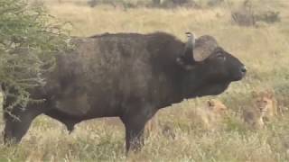 Lions vs Buffalo Tanzania Safari highlights [upl. by Mirna]