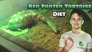 What to Feed a Red Footed Tortoise Red Footed Tortoise Diet [upl. by Eliga731]