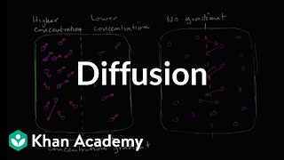 Diffusion  Membranes and transport  Biology  Khan Academy [upl. by Season]