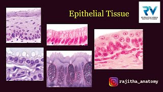 Epithelial Tissue  Histology of Epithelium  Structure of Epithelium  Embryology of Epithelium [upl. by Enelloc]