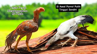 Menyaksikan Si Putih Betina Aseel Parrot Beak Betina Calon Induk Ayam Hias Masih Remaja ayamaseel [upl. by Yecram]