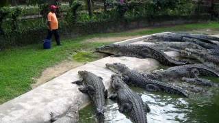 Crocodile Feeding at Langkawi Crocodile Farm [upl. by Ydisac313]