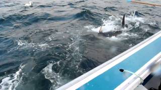 Feeding Giant Bluefin Tuna on Fishermans Bank [upl. by Phail]