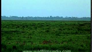 Group of Barasingha flocks the Kaziranga swamps [upl. by Enram]