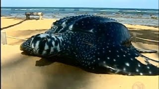 Tartaruga gigante escolhe a Praia do Forte na Bahia para a desova [upl. by Silrac422]